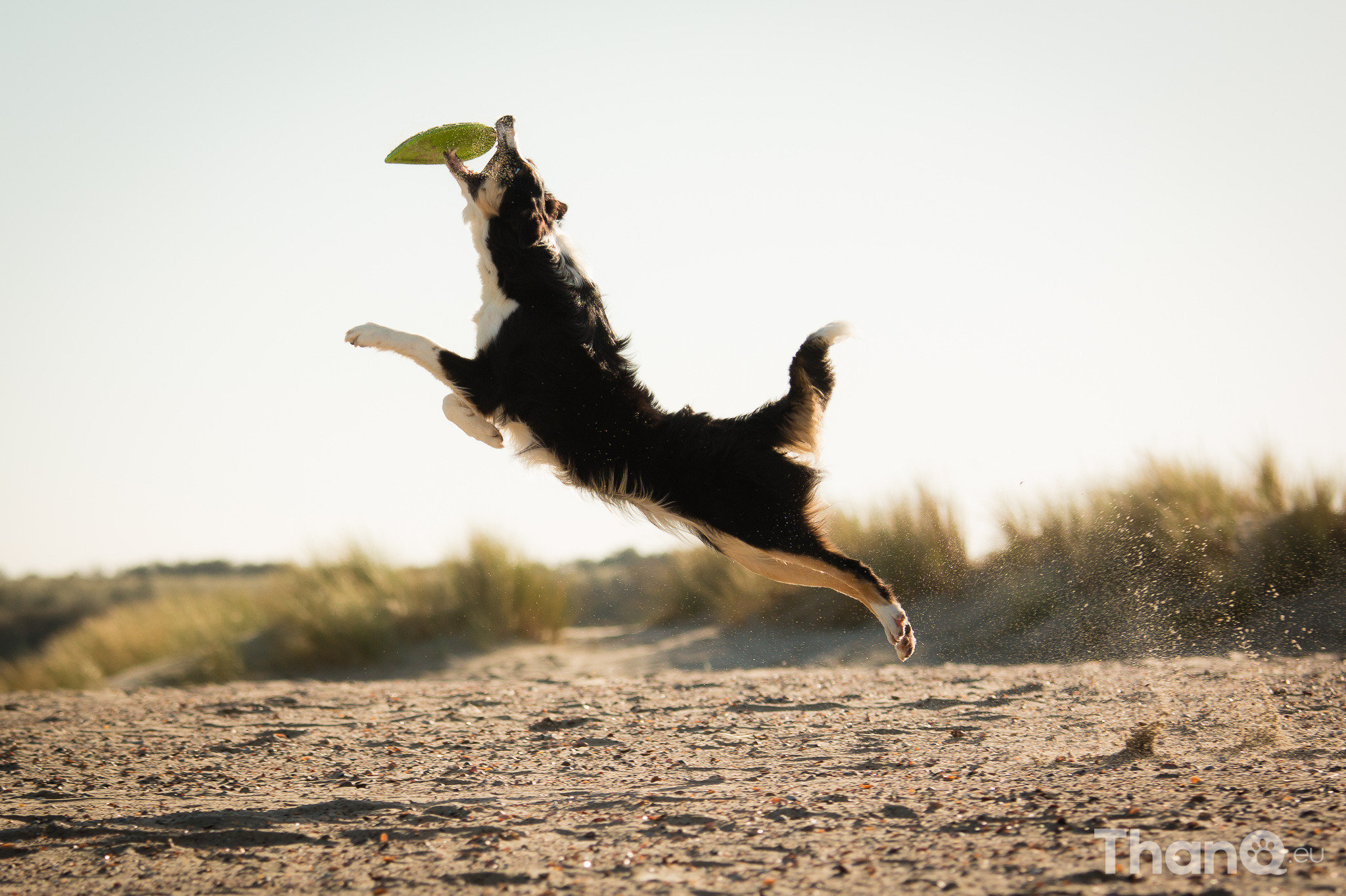 Border collie Jindi bij het Banjaardstrand