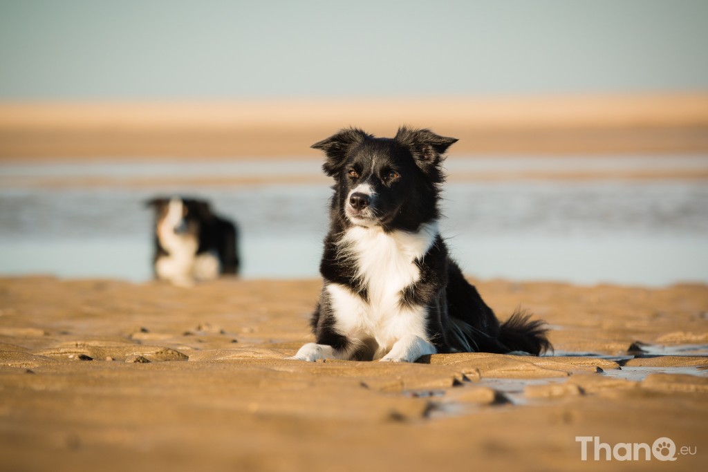 Border collie Jindi bij het Banjaardstrand