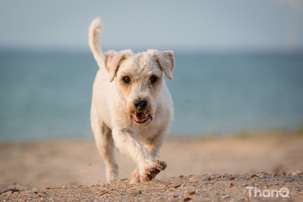 Fotoshoot Dino - langharige Jack Russel