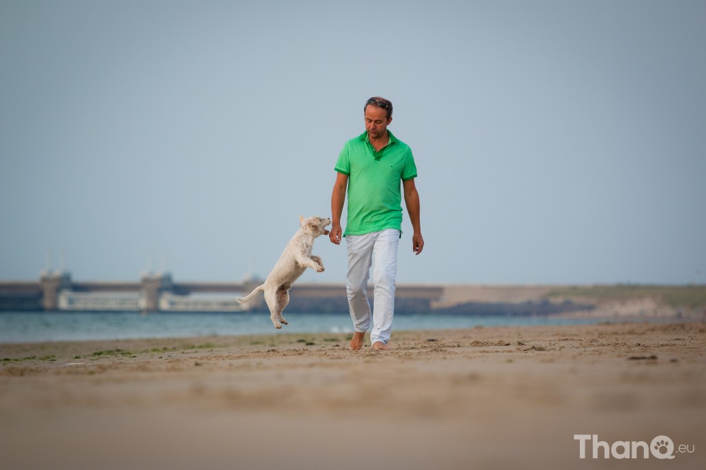 Fotoshoot Dino - langharige Jack Russel