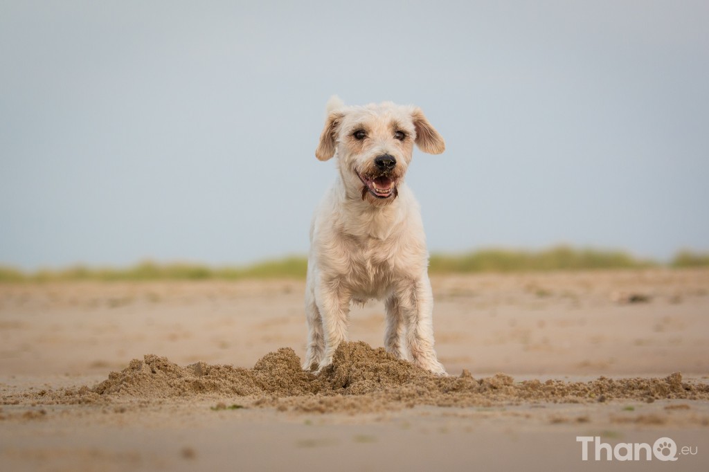 Fotoshoot Dino - langharige Jack Russel