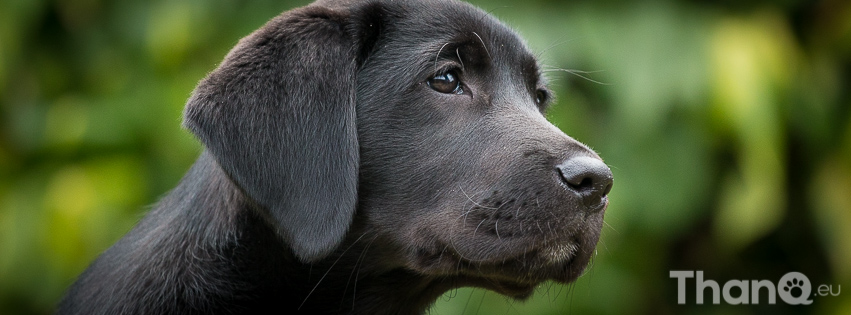 Flow - labrador