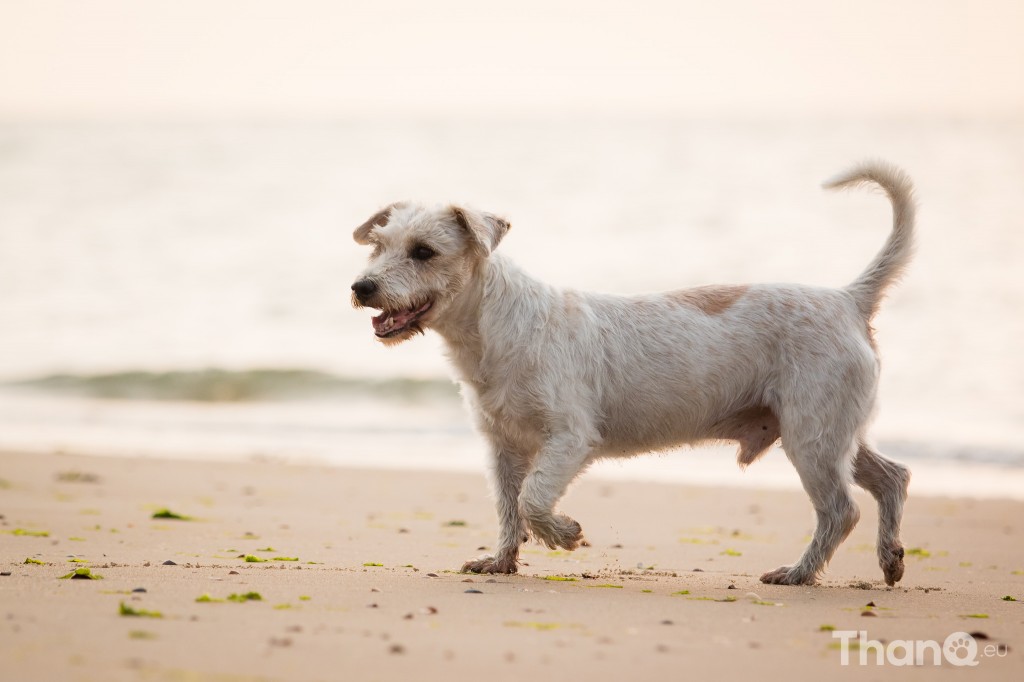 Fotoshoot Dino - langharige Jack Russel