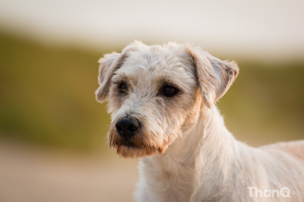 Fotoshoot Dino - langharige Jack Russel