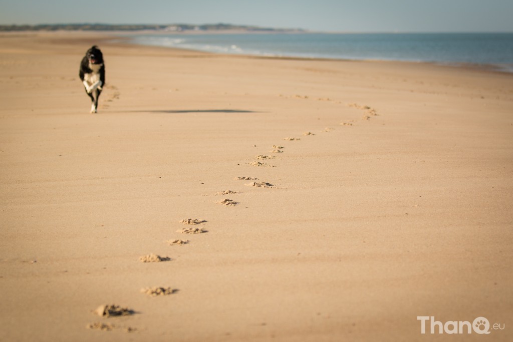 Border collie Fenna bij het Banjaardstrand