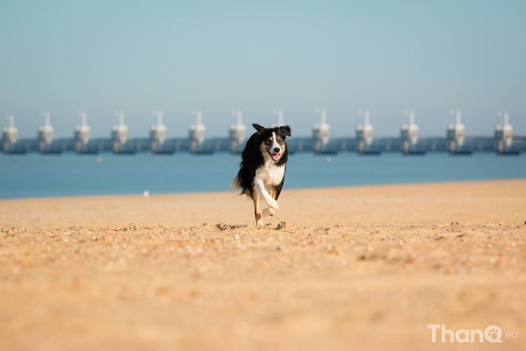 Border collie Jindi bij het Banjaardstrand