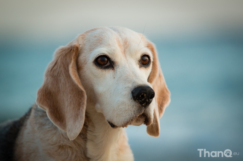 Yoica (beagle) op het strand bij Vlissingen