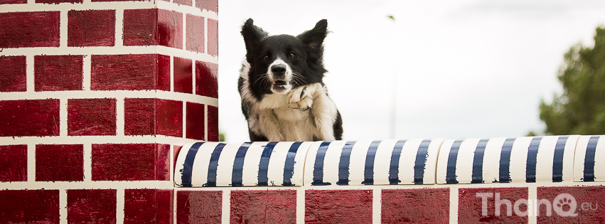 Agility Friends Delft 6 juli