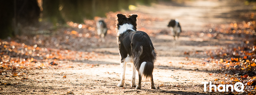 Border collie Faya op de uitkijk