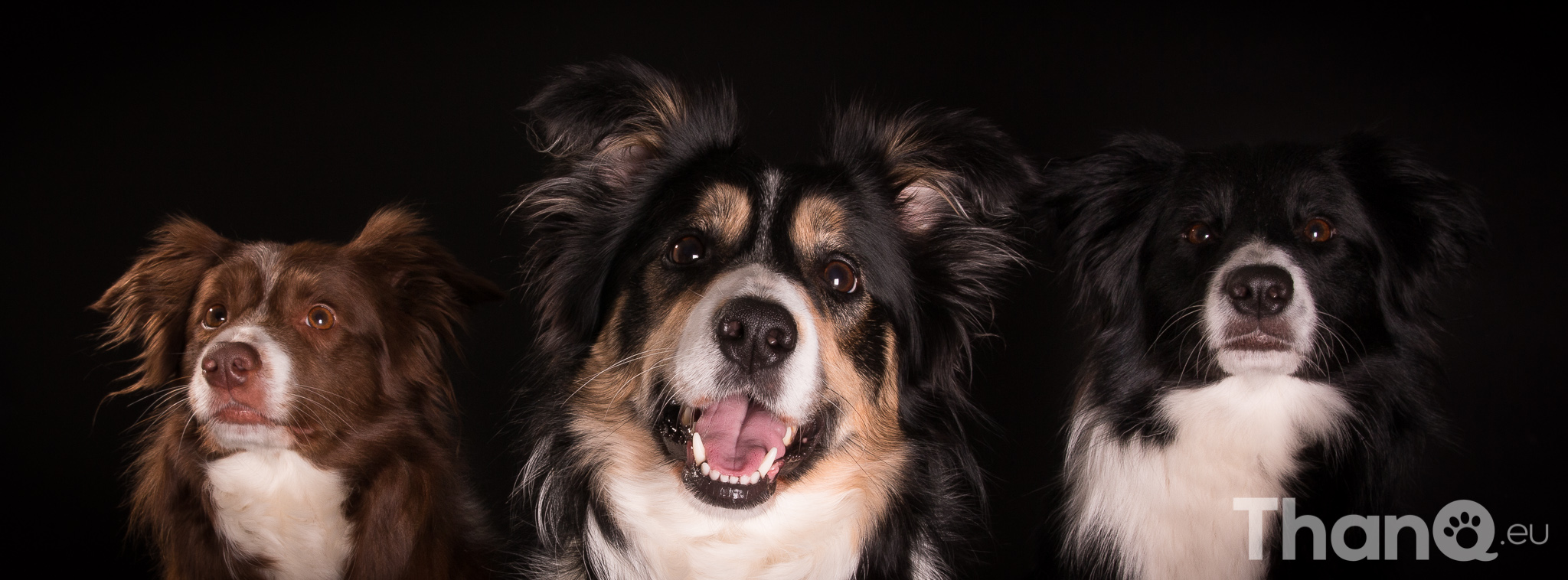 De 3 border collies