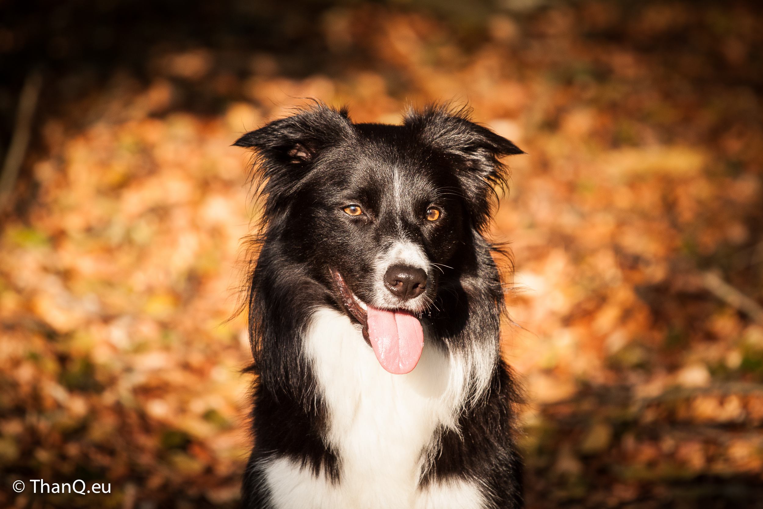 Fenna tussen de herfstbladeren