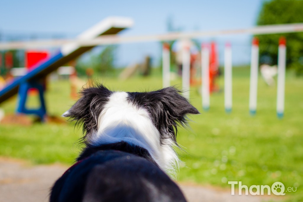 Snuffeldag 2015 bij KC Zeeland