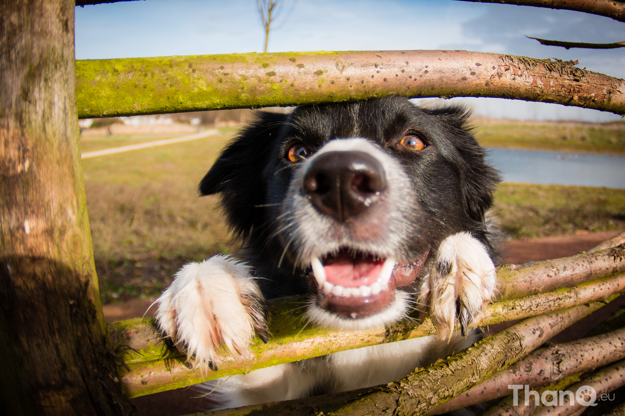 Border collie Fenna spiekt